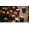 Big Size Roasted Macadamia In Shell For Sale